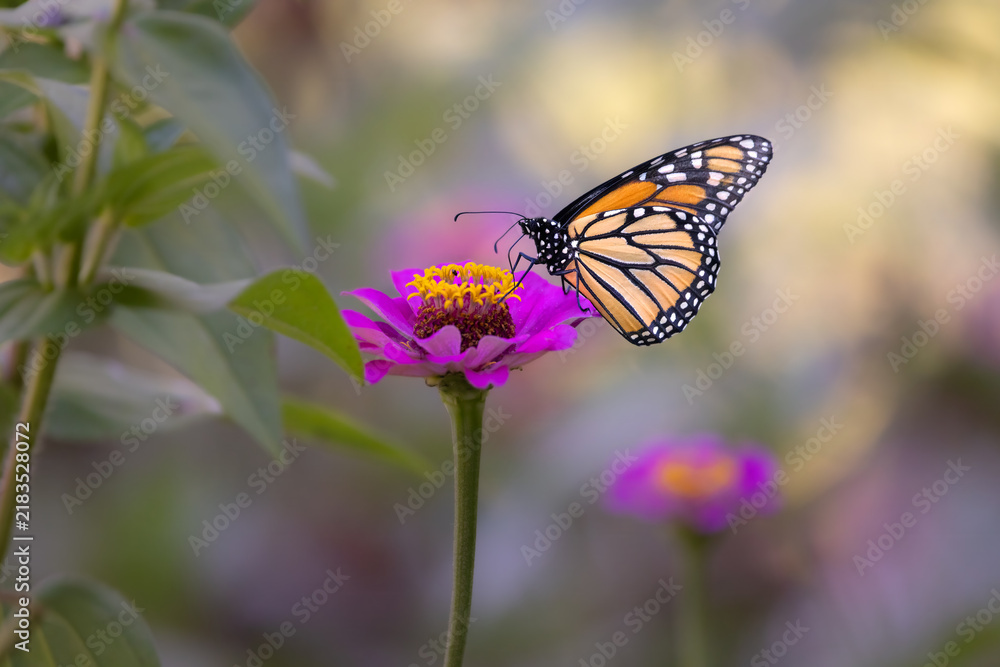 Fototapeta premium Monarch butterfly on pink red yellow flower