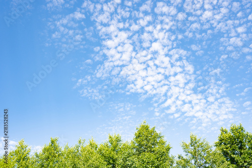 Foto Horizontal landscape with a blue sky filled with altocumulus clouds above lush green treetops