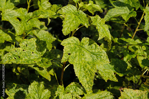 Obraz na plátne Currant leaves damaged by fungal diseases or insect pests