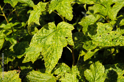 Canvas Print Currant leaves damaged by fungal diseases or insect pests