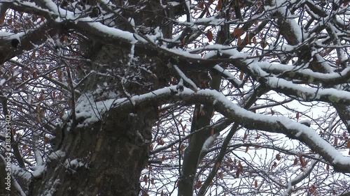 Snow covered tree branches in a cold winter forest close up of and bark