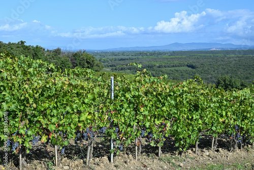 Bolgheri Tuscany 9/5/2025 Bolgheri Cabernet Sauvignon grapes and vineyards in Tuscany for Supertuscan Grattamacco, Sassicaia and Ornellaia wines.The Grattamacco vineyards
