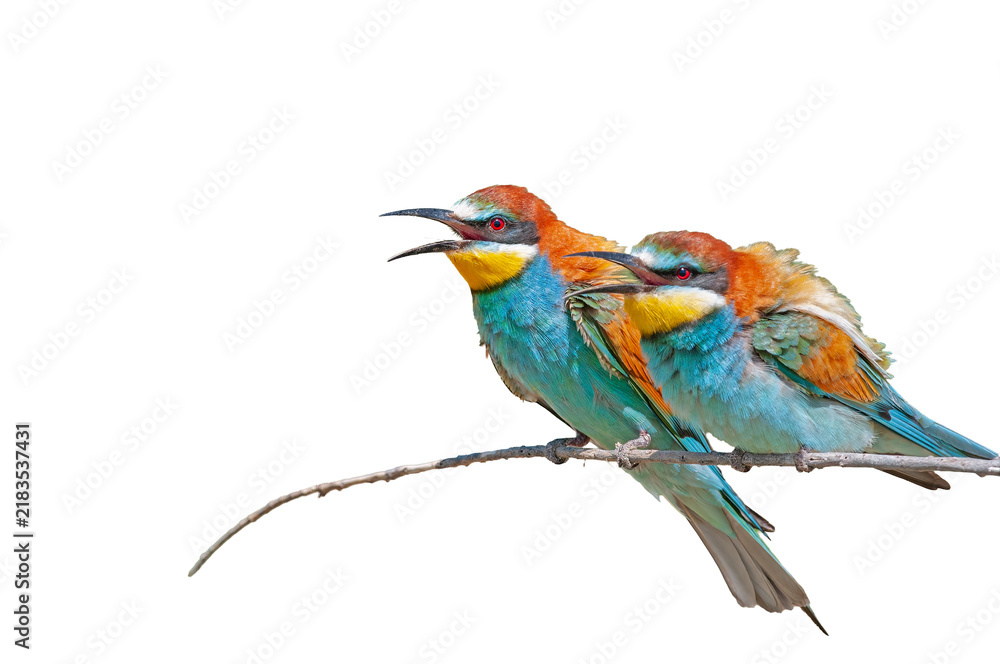 Obraz premium Two European bee-eaters (Merops apiaster) with open beaks, perched side by side on a branch against a transparent background. A colorful bird design.