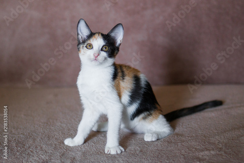 Canvas Print A small calico kitten with a mix of orange, black, and white fur sits on a soft surface