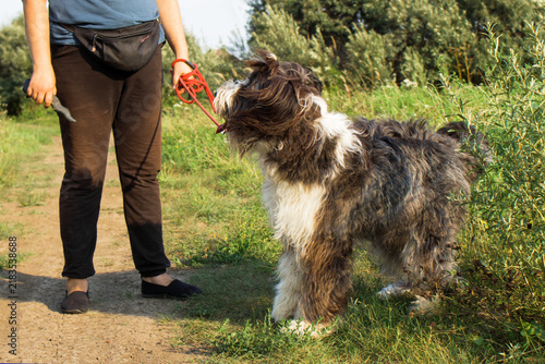 A young woman with dark hair walks a large, fluffy, black and white dog on a grassy path. The scene is set in a natural outdoor environment.