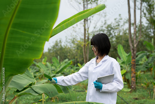 Obraz na płótnie Female agricultural scientist in lab coat and safety glasses examining fresh gre