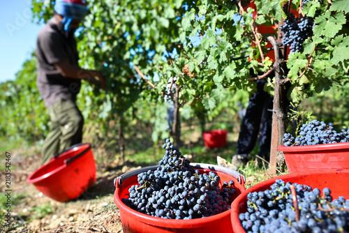 Bolgheri Tuscany 9/5/2025 Bolgheri Cabernet Sauvignon grapes and vineyards in Tuscany for Supertuscan Grattamacco, Sassicaia and Ornellaia wines.The Grattamacco vineyards