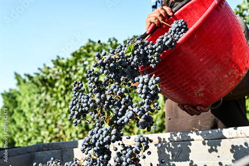 Bolgheri Tuscany 9/5/2025 Bolgheri Cabernet Sauvignon grapes and vineyards in Tuscany for Supertuscan Grattamacco, Sassicaia and Ornellaia wines.The Grattamacco vineyards