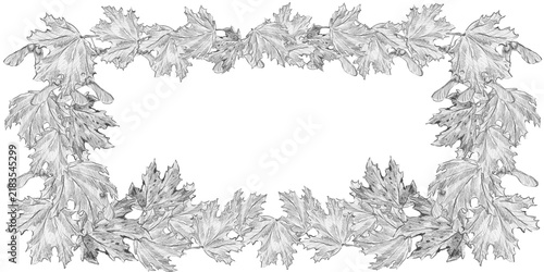 Hand drawn rectangular maple leaves and samaras frame in pencil sketch style with copy space. Ideal for wilderkind decor, autumn greeting cards, wedding invites, organic packaging, farmhouse wall art.
