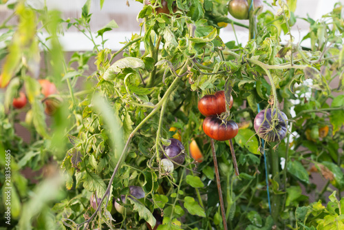 Konstfotografi colorful heirloom tomatoes ripen on leafy vines inside a greenhouse, showcasing