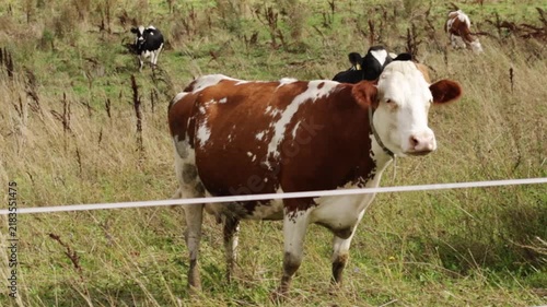 red and white cow stands with a mixed cattle herd in a meadow, presenting pasture-raised livestock, grass-fed agriculture, dairy production and sustainable food systems