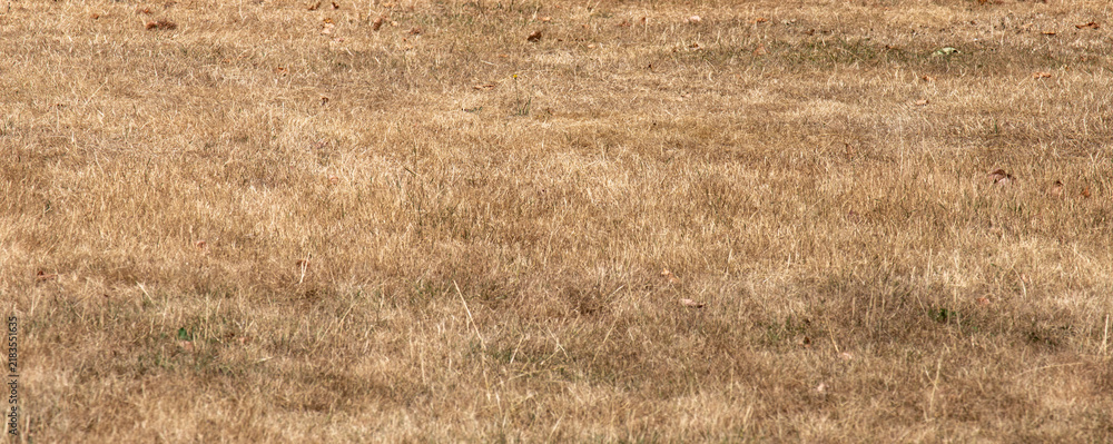 Obraz premium Dry yellow dead grass lawn texture background affected by summer drought