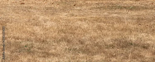 Panel kuchenny z motywem Dry yellow dead grass lawn texture background affected by summer drought