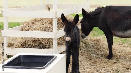 adult black donkey gently nuzzles a foal beside a hay feeder and water trough, capturing parental care, trust, protection, early development and farm animal bonding