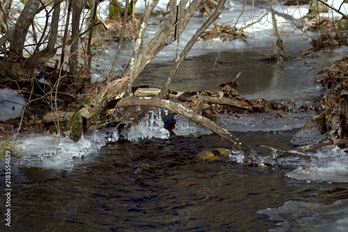 Фотография River in the forest