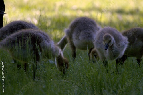 Картината върху платно Goslings on the grass