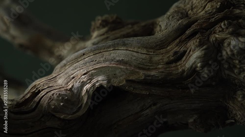 Cinematic light beam across twisted driftwood macro texture background