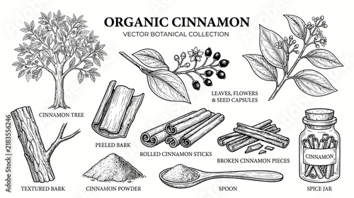Very beautiful black and white realistic vector collection of ORGANIC CINNAMON featuring separate cinnamon tree, leaves, flowers, seed capsules, textured bark, peeled bark, rolled sticks, broken piece