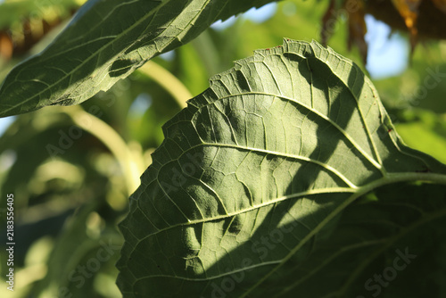 Large juicy green sunflower leaves close up, texture of fresh sunflower leaves under sunlight, natural background. Detailed shot of healthy green leaves of agricultural crop (sunflower) in summer