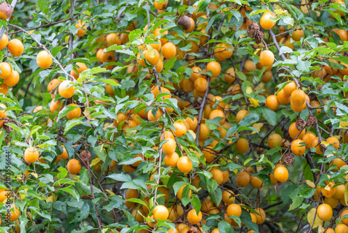 фотографія A dense cherry plum tree canopy fills the entire frame with countless golden-orange fruit among green leaves