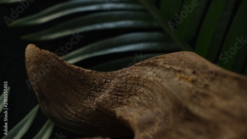 Driftwood shape with tropical leaves and copy space