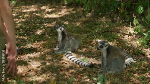 Children's hands and lemurs closeup