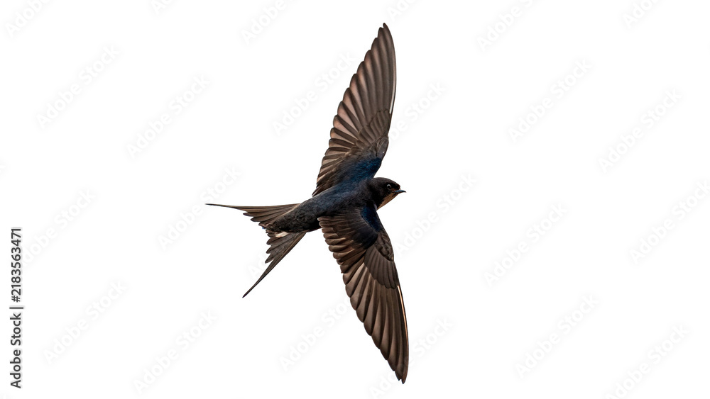 Obraz premium Small wild swallow bird flying in flight isolated on transparent background