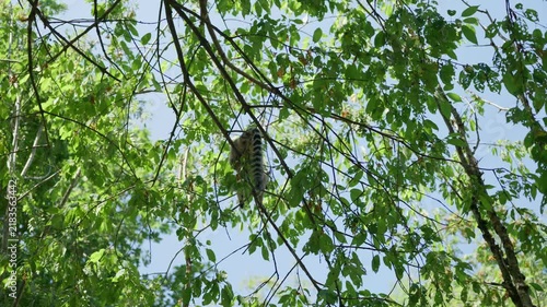 A lemur is sitting on a tree branch view from below slow motion