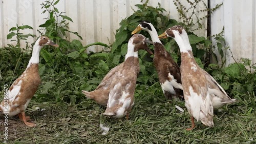 flock of brown and white indian runner ducks gathers beside dense green plants, presenting backyard poultry, natural pest control, social behavior and sustainable farming