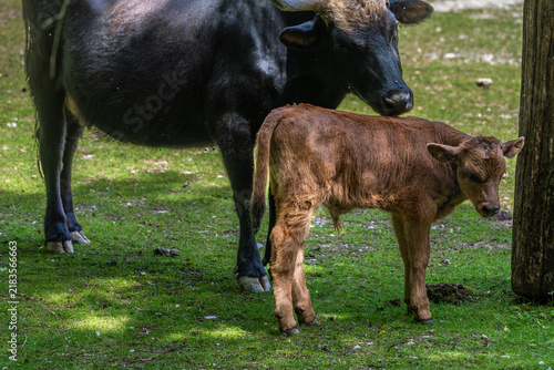 Canvastavla Family of Heck cattle, Bos primigenius taurus or aurochs in a German park