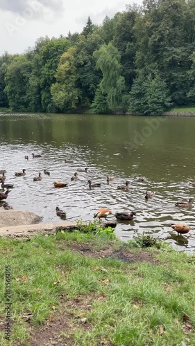 ruddy shelduck stands on the grassy bank as numerous mallards swim close to shore, capturing waterfowl congregation, species diversity, lakeside nature and wildlife observation