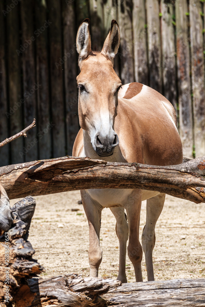 Fototapeta premium Persian onager, Equus hemionus onager. Captive-born animals that are extremely rare due to near extinction in the wild.