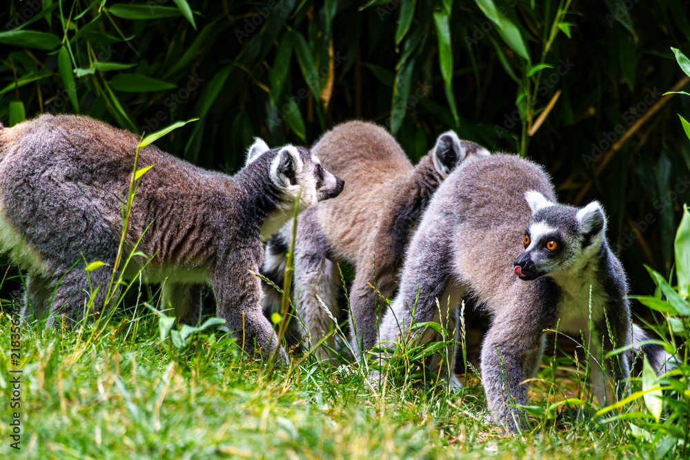 Obraz premium The ring-tailed lemur,Lemur catta with white ringed tail is the most known lemur