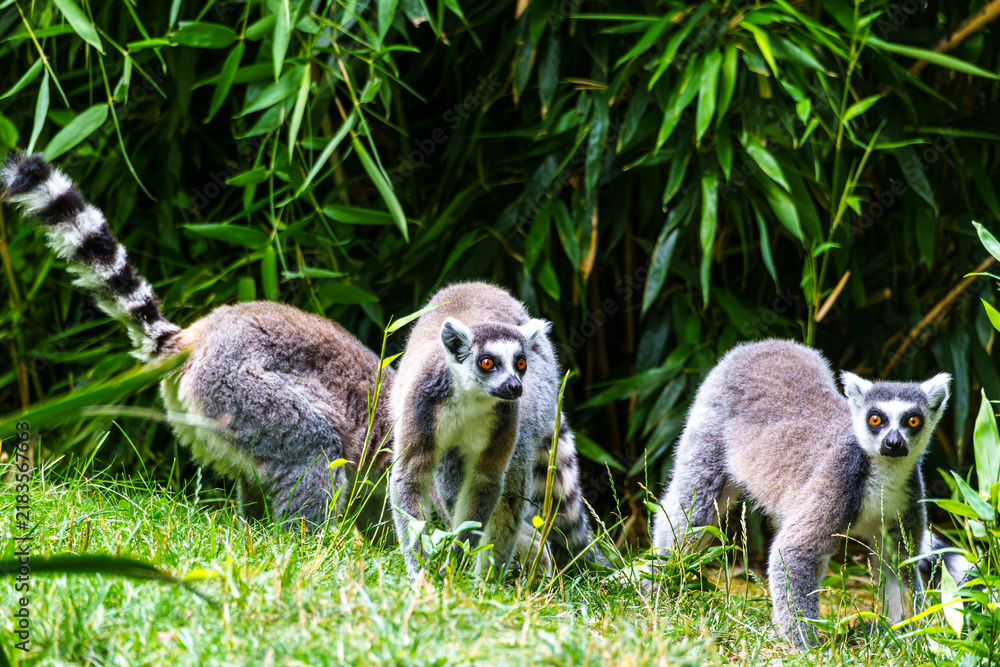 Obraz premium The ring-tailed lemur,Lemur catta with white ringed tail is the most known lemur