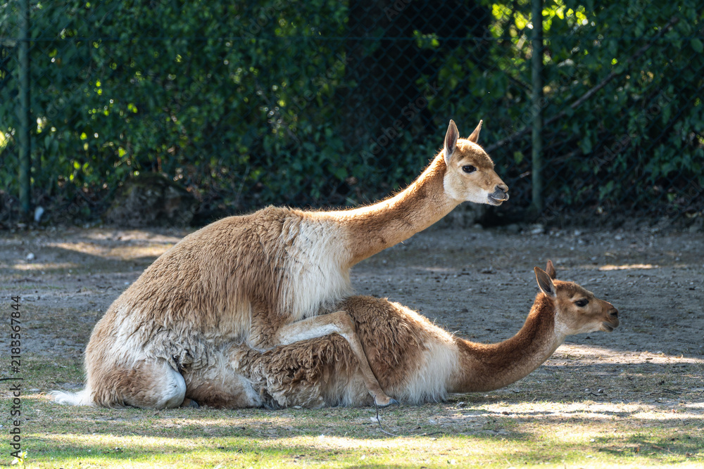 Fototapeta premium Mating Vicunas, Vicugna Vicugna, relatives of the llama in a German park