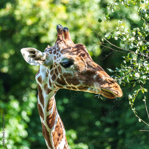 Canvas Print The giraffe, Giraffa camelopardalis is an African mammal