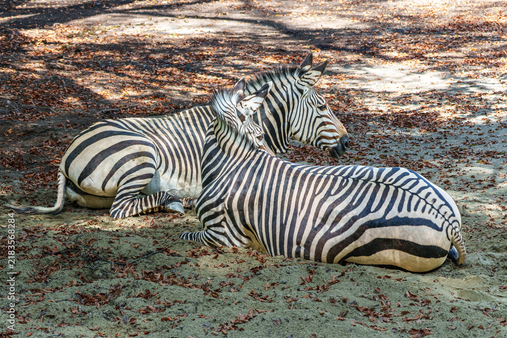 Obraz premium Hartmann's Mountain Zebra, Equus zebra hartmannae. An endangered zebra