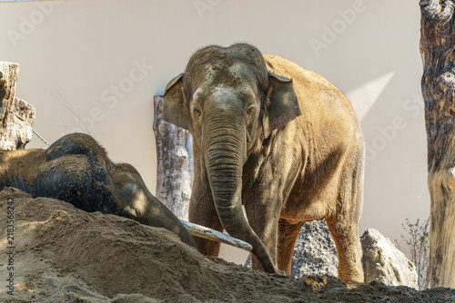 фотографія The Asian elephant, Elephas maximus also called Asiatic elephant