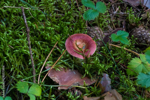 Quadro su tela A pink russula mushroom with a concave cap and white gills growing among bright green moss, pine needles and brown leaves