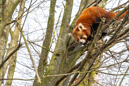 Cute fluffy red panda in the countryside
