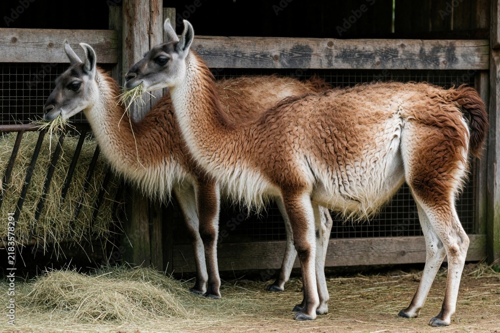 Fototapeta premium Two guanacos eat hay from feeder in enclosure. Brown and white camelids stand close together, consuming dried grass. Rural scene with wooden fence and dirt ground.