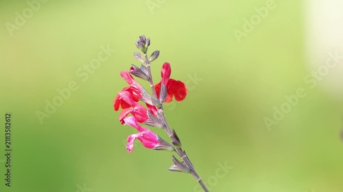 Long stems with red flowers and buds of currant sage, delicate Salvia microphylla blossoms, brilliant red flowers swaying in the wind—a magnet for insects, Salvia microphylla