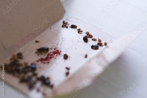 Open glue trap with dead cockroaches