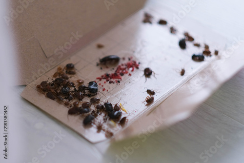 Close-up of cockroaches in a trap with a sticky layer; a cockroach control product for apartments.
