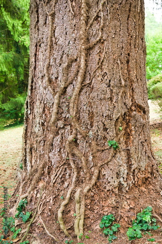 Tree Trunk with Intertwined Roots in Sunlight