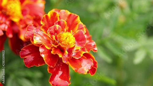Close-up of an orange-red Tagetes flower, wet from the rain; wet Tagetes blossom with orange-red petals gently swaying in the wind, green background, rainy day, raindrops on petals, Tagetes