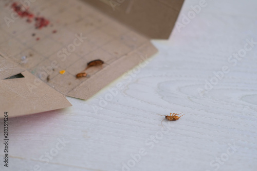 A dead cockroach next to an open glue trap.