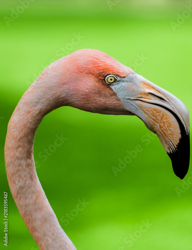 Принти на полотні Close-up of a pink flamingo's head, with its sharp yellow eyes and the interesti