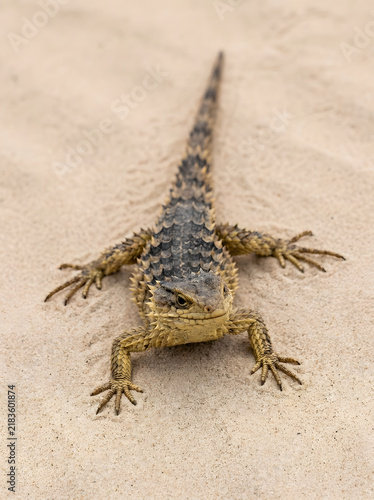 Spiny lizard standing on desert sand, close up of a reptile in its natural habitat.
