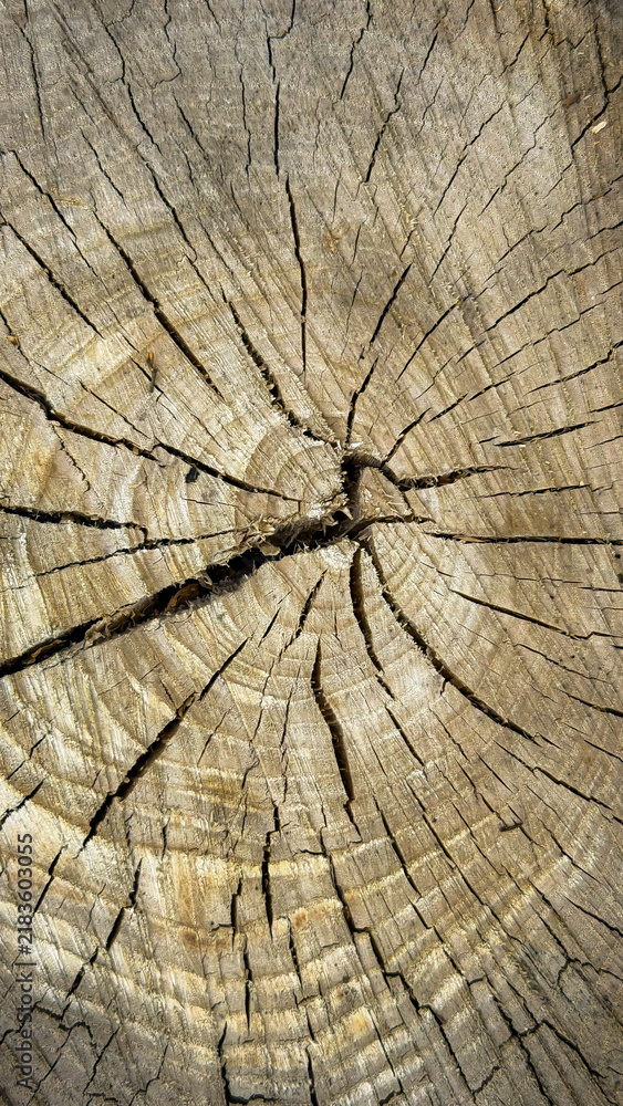 Obraz premium A detailed view of a tree trunk highlighting its growth rings and natural texture. The concept emphasizes nature, patterns, and environmental studies for educational and design purposes.